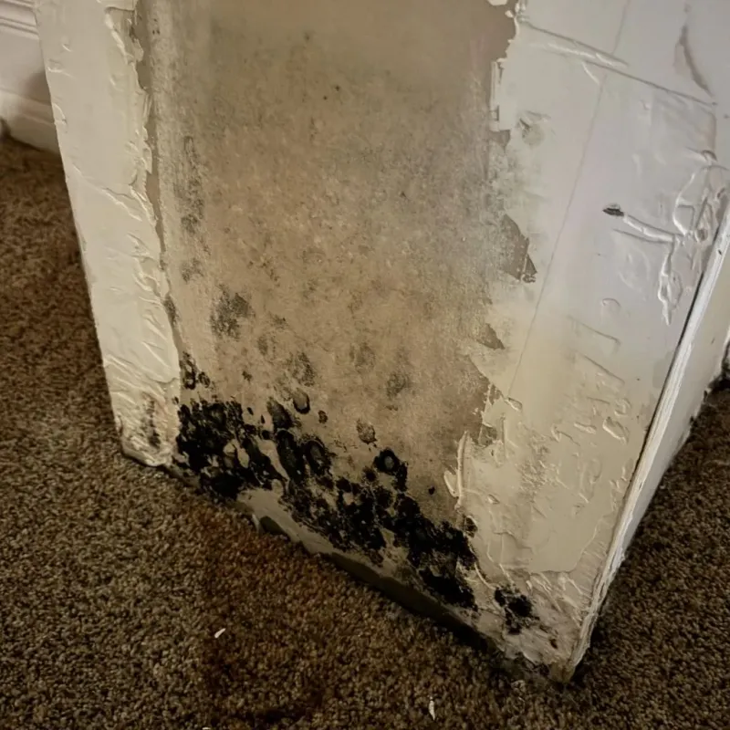 Professional Mold Removal in Moore, OK